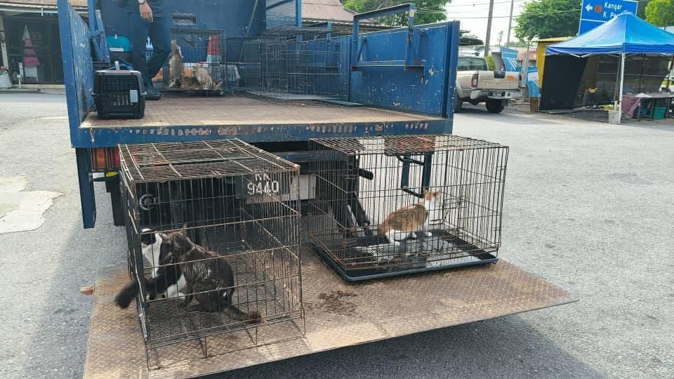 kucing